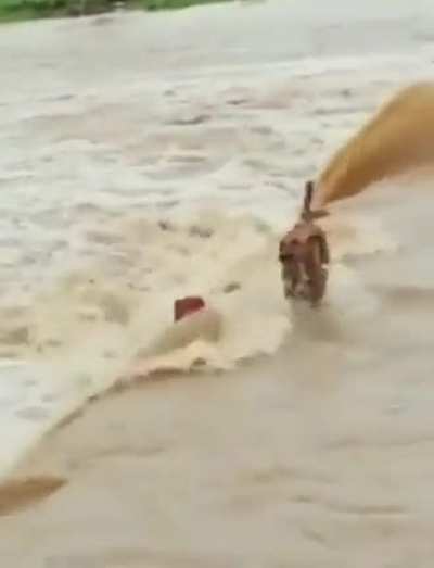 Incredible display of courage and willpower.