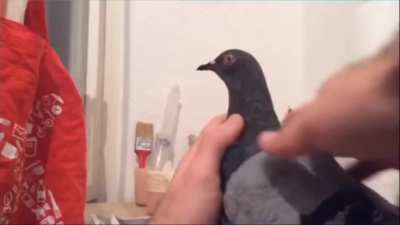 Pigeon!!