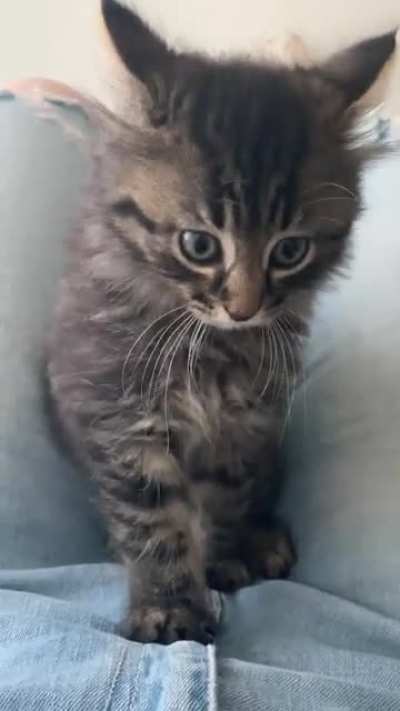 My kitten likes playing this interesting game of peekaboo