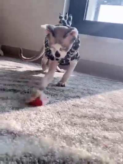 little dinosaur playing with balls<wbr>🤣🤣🤣
