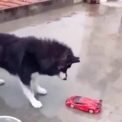 F doguinho 