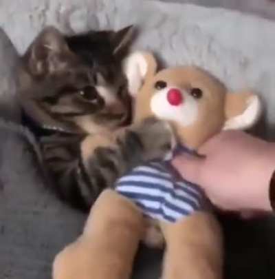 Kitty getting tucked in with its favorite toy