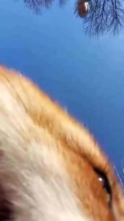 Cute Fox steals phone and runs away with it!