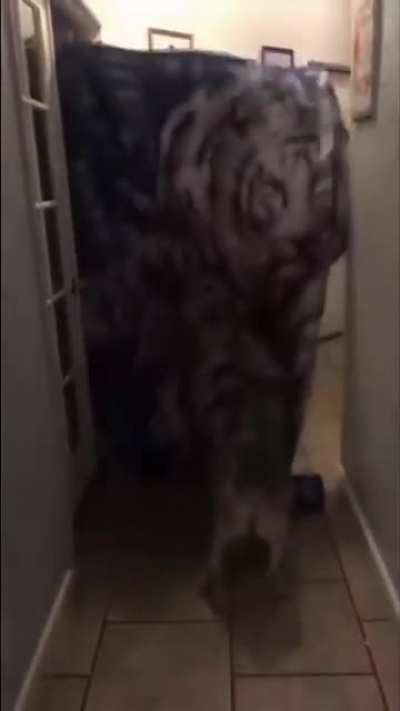 to fool the dog..