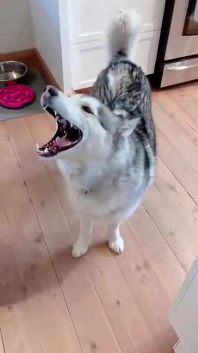 Are you sure you want a Husky?