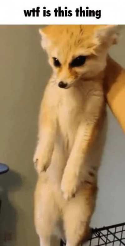 An interesting title