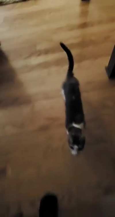 Ferocious cat attacks man