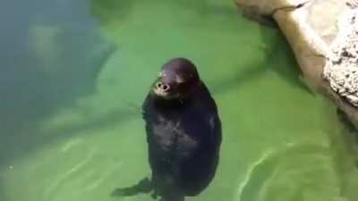 Foca dando vueltas