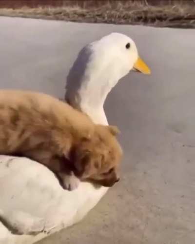 eu amo cachorros