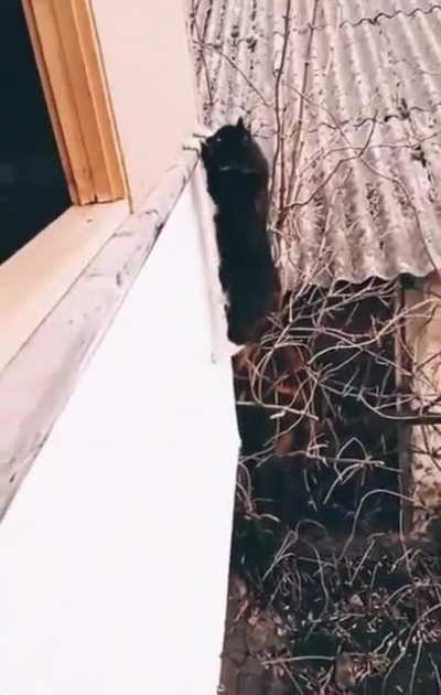 Purrkour