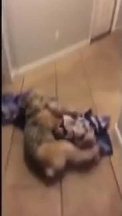 Blursed dog