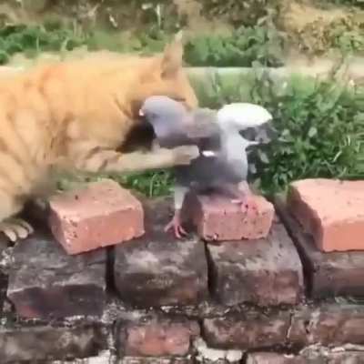 playing or fighting