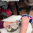 Tiny kitten making biscuits