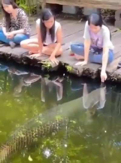 Fish food