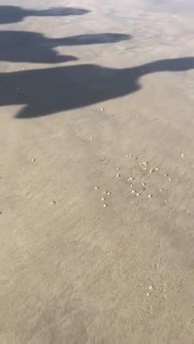 Mole crabs emerging from the sand 