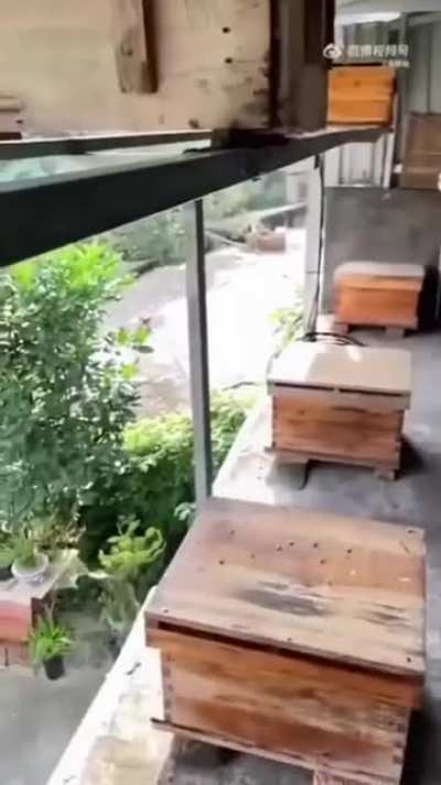 If this person isn't the best beekeeper then who is?