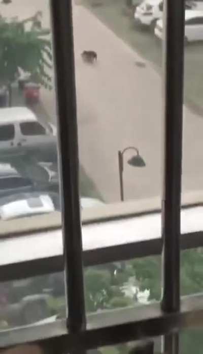 Doggo dies inside