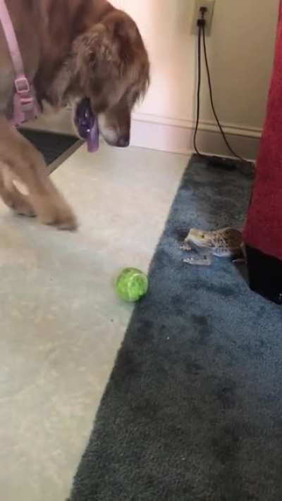 She wants him to throw the ball so they can play together.