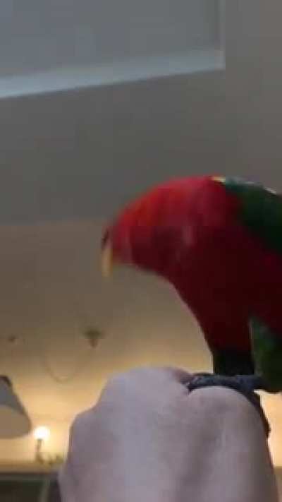 Birb