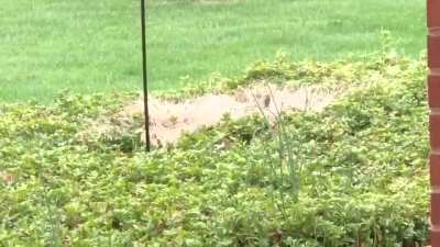 A woman oiled her bird feeder to prevent squirrels from stealing the food.
