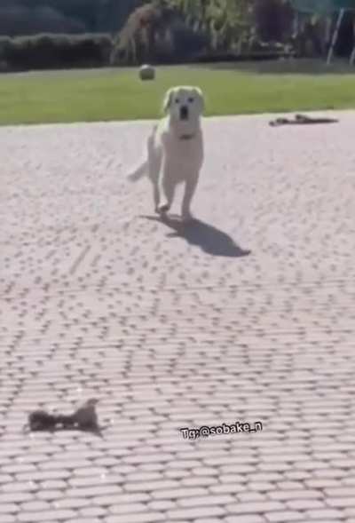 how gracefully