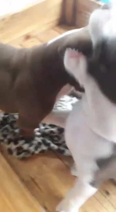 They are fighting