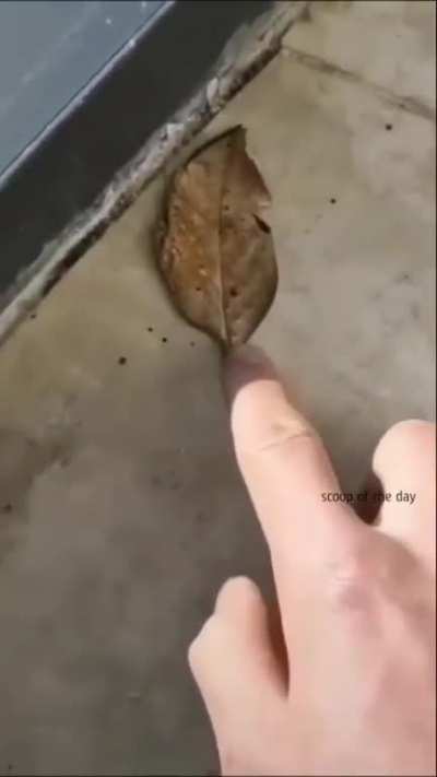 Dead leaf