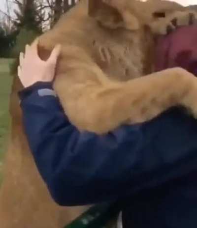 Котики не забыли хозяйку