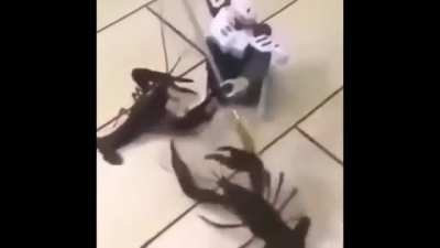 Literalmente evangelion