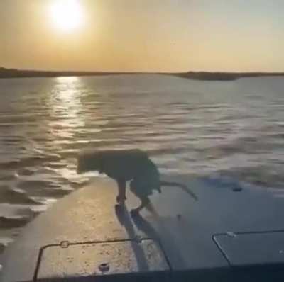 Enjoying the sunset..🐶