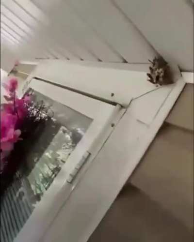 Wholesome wasps