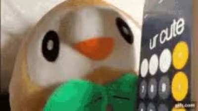 What do you make of this Prof. Rowlet?