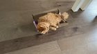 Standard day in multi cat household.