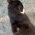 Meowing and Trilling compilation