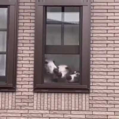 So many boops!