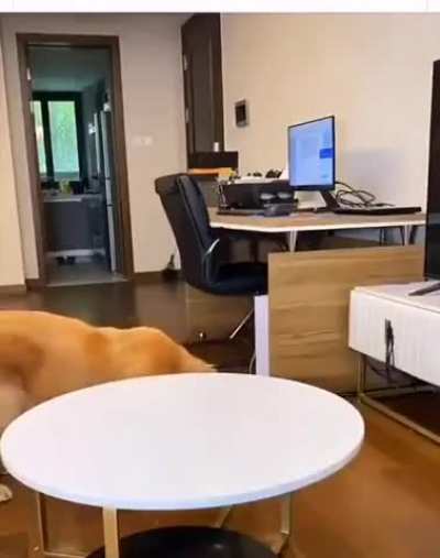 Clever dog