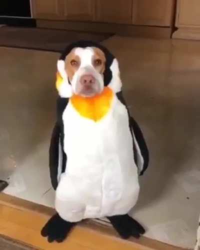 Why you do dis?