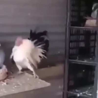Pombo desse o soco em galo.