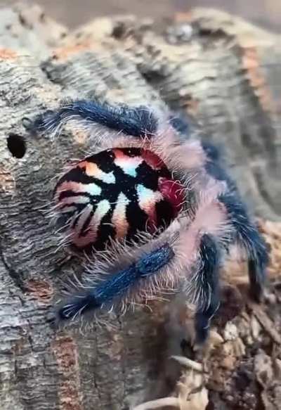 How's your arachnophobia today ?