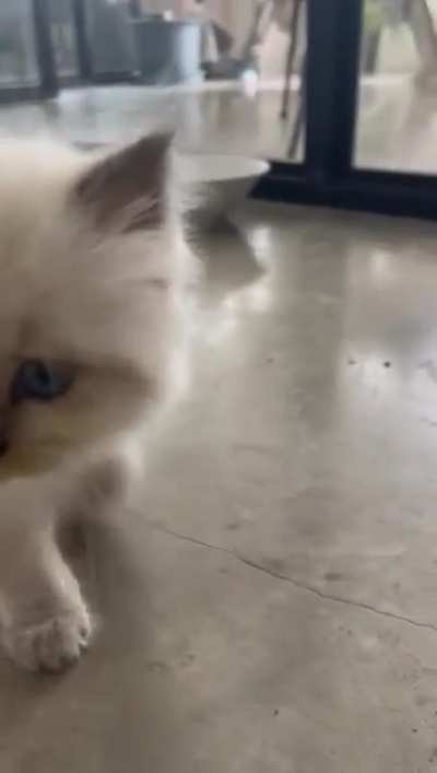 Our himalayan floof