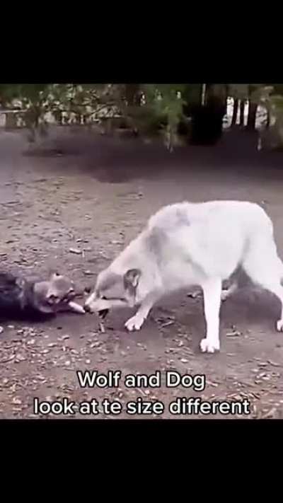 Unit of a white wolf, bearing teeth