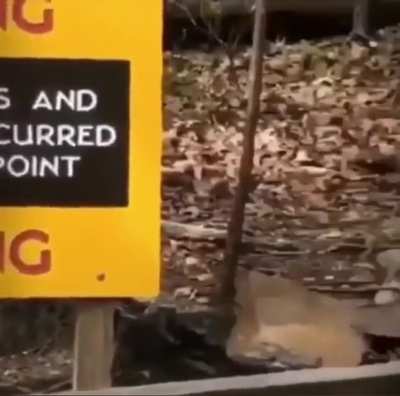 whoops