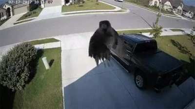Camera’s frame rate matches a bird’s flapping wings and seems that bird just flying without flapping wings