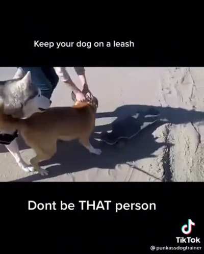 This dog interaction
