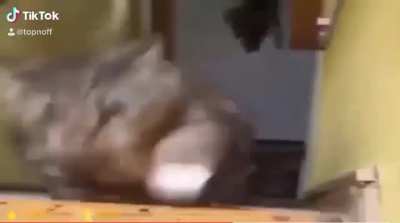 My favourite video on the internet...