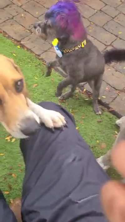 I work at a doggy daycare. This is Juice. Juice likes to yell at other dogs.