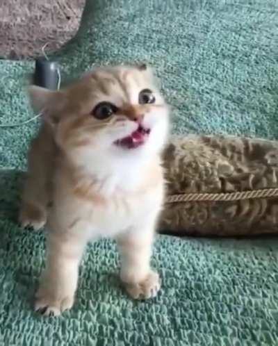 Tiger roar