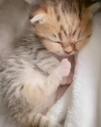 Sweet Dreams