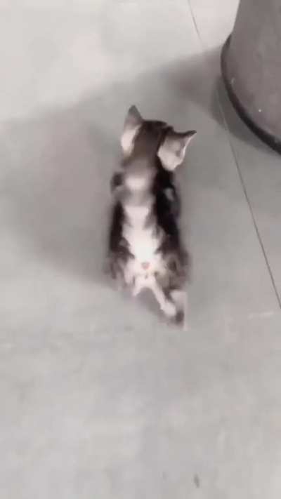 Little paws