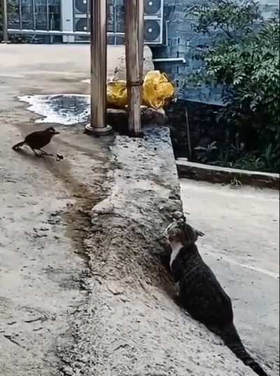 Every cat is a master hunter